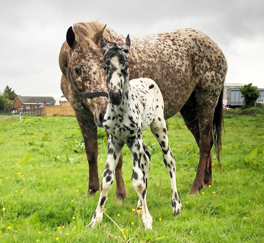 Hartistic Appaloosa